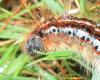 Malacosoma franconica